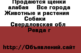 Продаются щенки алабая  - Все города Животные и растения » Собаки   . Свердловская обл.,Ревда г.